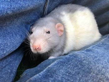 Close-up of rat lying on jeans 