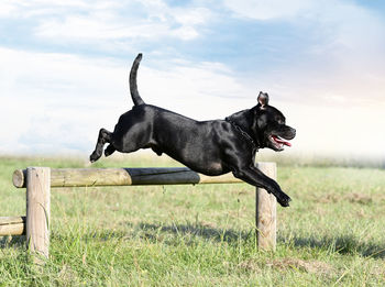 Black dog on grassy field