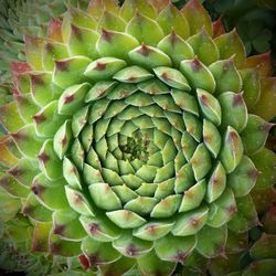 Full frame shot of green leaves