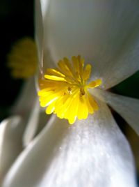 Close-up of daisy flower