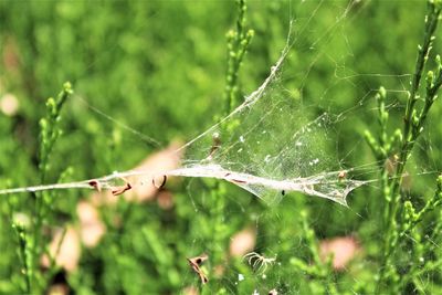 Close-up of spider web on plant