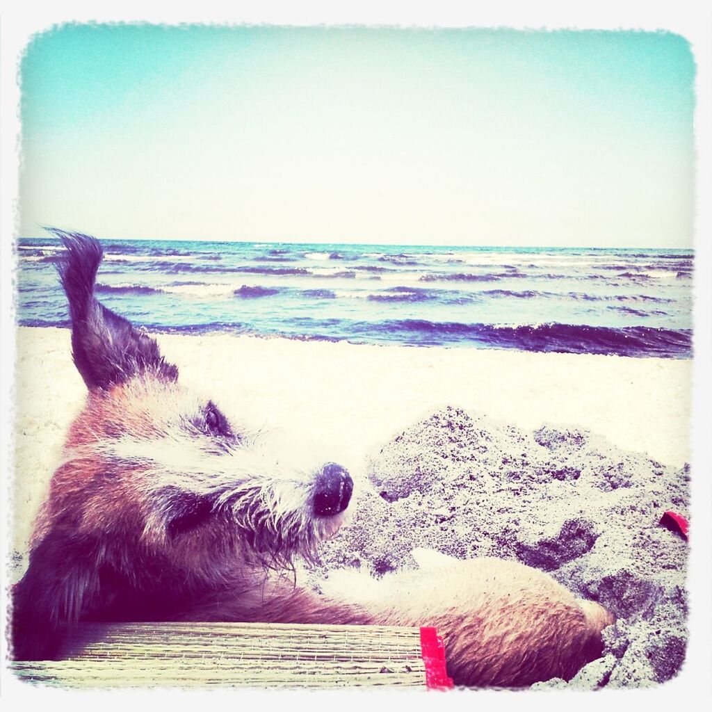 transfer print, animal themes, one animal, auto post production filter, domestic animals, pets, sea, dog, mammal, beach, water, horizon over water, sand, relaxation, shore, clear sky, wildlife, nature, bird, copy space