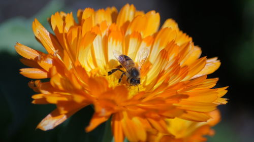 Close-up of insect on yellow flower