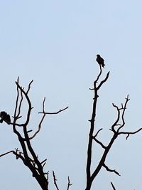 Low angle view of bird perching on bare tree against clear sky