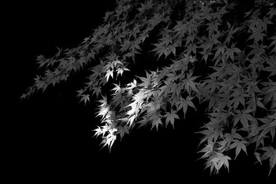 Close-up of maple leaves against black background
