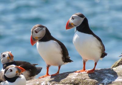 View of birds perching on rock