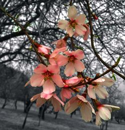 Close-up of flower tree against sky