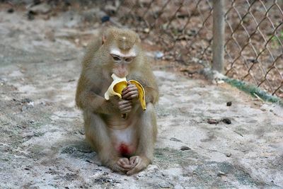 Monkey eating fruit