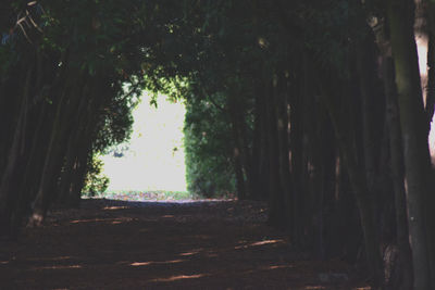 Trees in forest