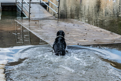 Dog standing in water during winter