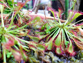 Close-up of plant