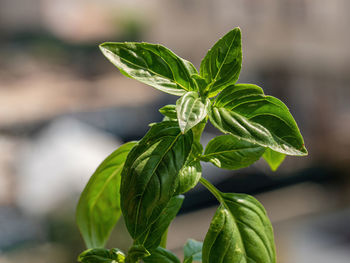 Close-up of fresh green leaves