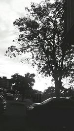 View of trees against sky