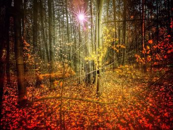 Sunlight streaming through trees in forest during autumn