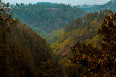 Scenic view of forest during autumn