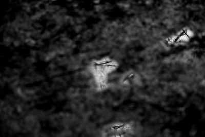 Low angle view of a bird flying