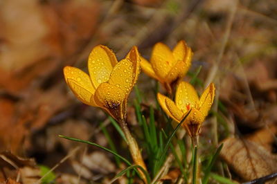 Close-up of yellow flowering plant on land