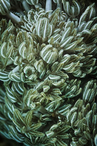 Pules coral (anthelia sp.), a type of soft coral, madagascar.