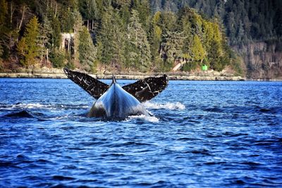 Whale in water