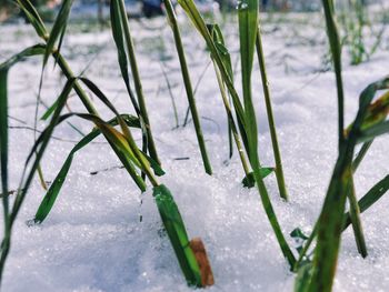 Close-up of leaves