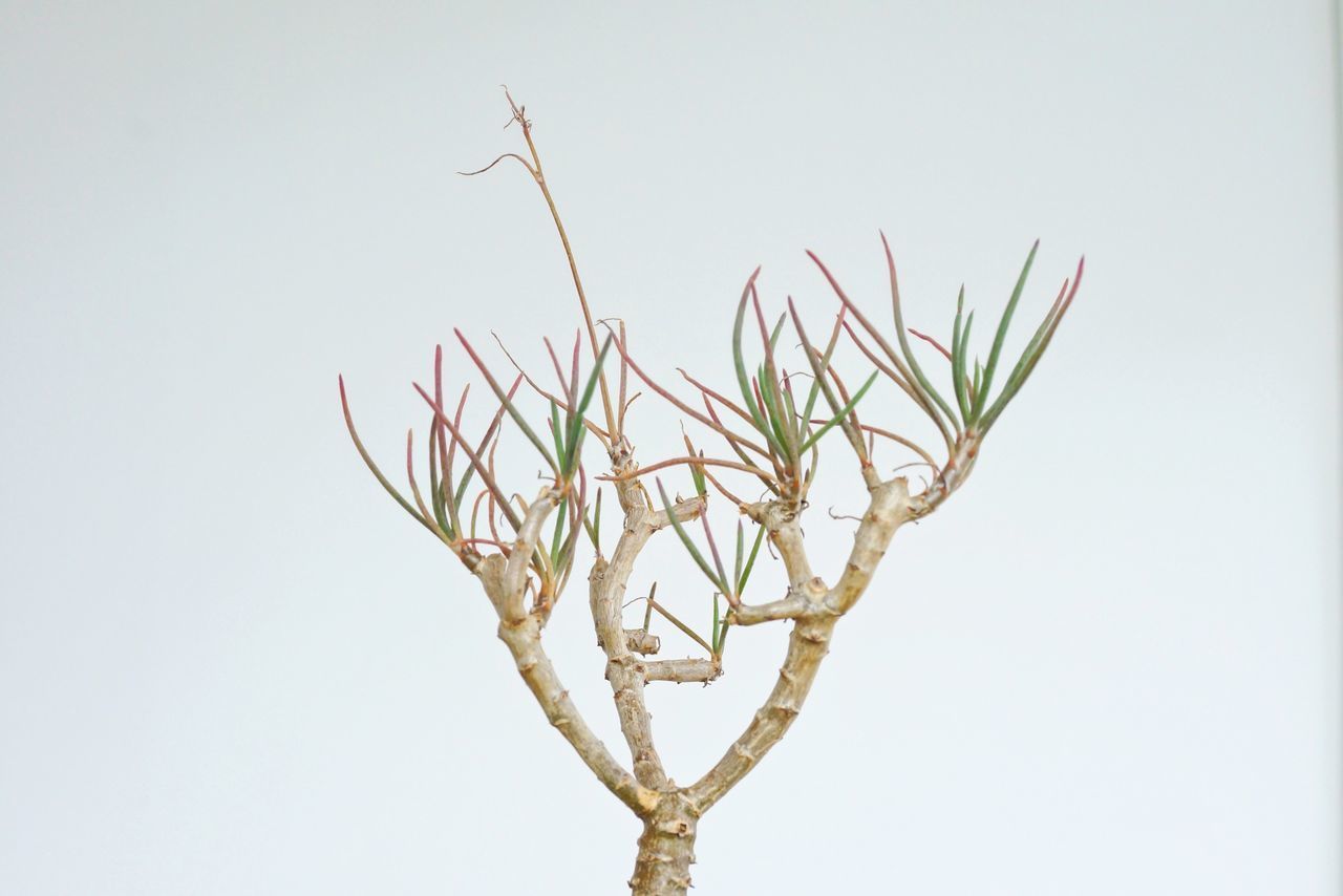 CLOSE-UP OF PLANTS AGAINST CLEAR SKY