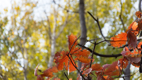 Low angle view of maple leaves on tree