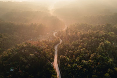 Trees in forest