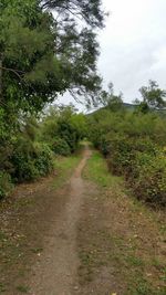 Road amidst trees against sky