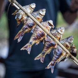 Close-up of dried plant