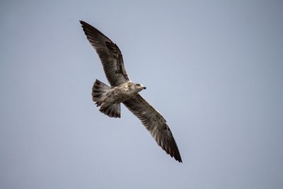 Low angle view of seagull flying in clear sky