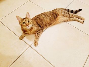 Cat sitting on floor