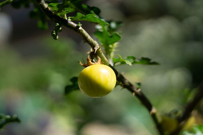 Closeup of a single fruit of solanum linnaeanum on branch