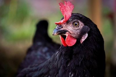 Close-up of a bird