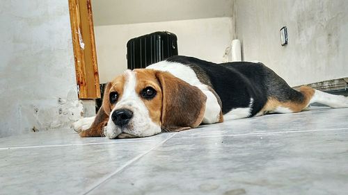 Portrait of dog sitting on floor