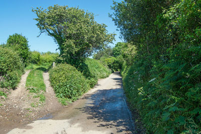 Road amidst trees against sky