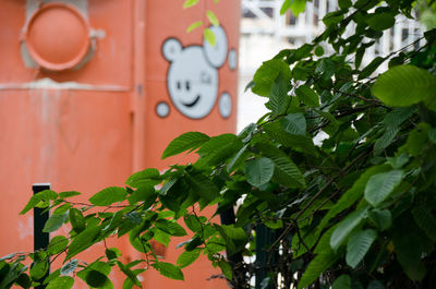 Close-up of plants against wall