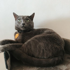 Portrait of cat relaxing at home