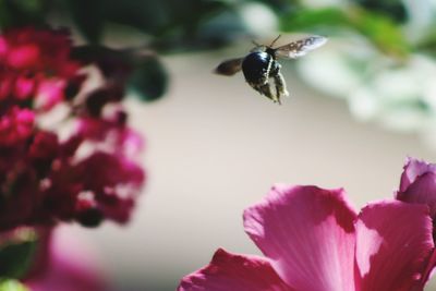 Close-up of bee pollinating on pink flower