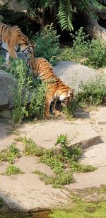 Cat in a zoo