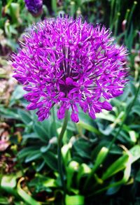 Close-up of purple flowers