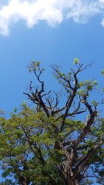 Low angle view of tree against blue sky