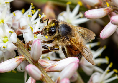 Close-up of bee pollinating on flower