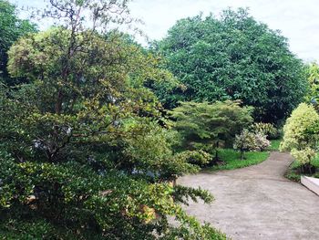 Plants and trees against sky