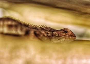 Close-up of a lizard