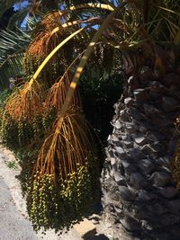 Palm trees growing on field