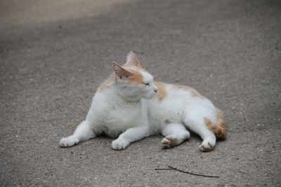 Cat sleeping on street