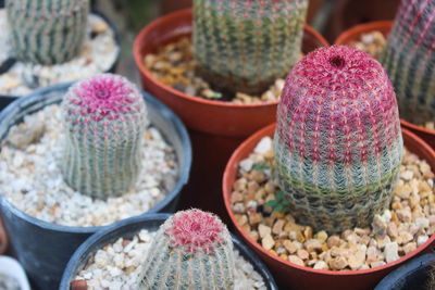 Close-up of succulent plants in market