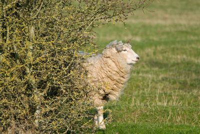 Sheep standing by plants on grassy field
