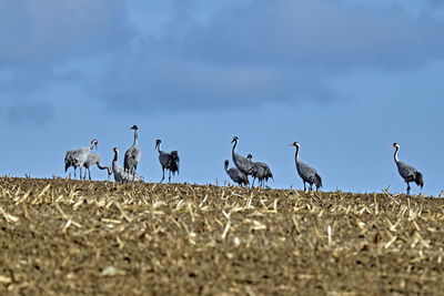 Flock of birds perching on field