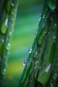 Close-up of water drops on leaf